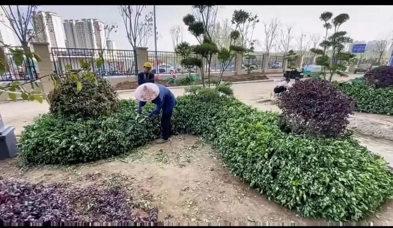 市政園林綠化工程 以專業施工，繪就城市生態畫卷